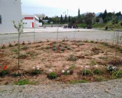 Ομάδα πρασίνου Ομάδα πρασίνου