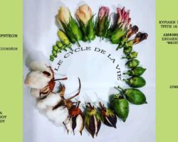 Γαλλικά και Ακορντεόν - Αφίσα